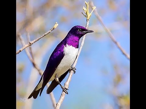 10 Striking Purple colored Birds | Beautiful Birds