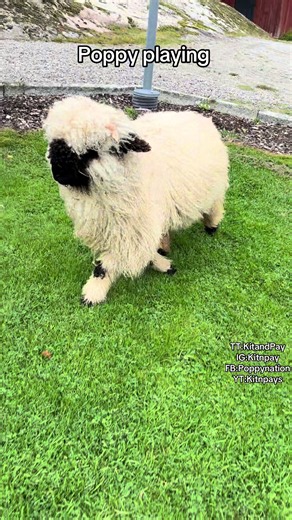 Poppy playing — lamb plays on video