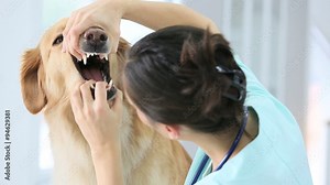 Veterinarian checking dog's teeth