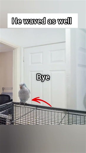 Cute and funny Quaker parrot #quakerparrot