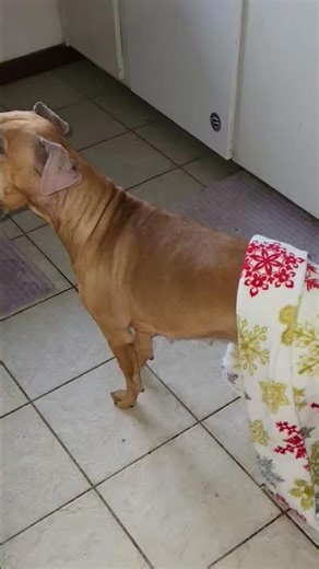 Some of my greatest moments, and some not so great. #doglife #doggo #dog🤣❤️🐾🐾