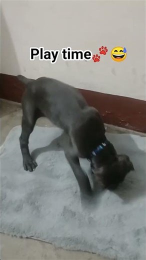shadow playing with new mat #shadowunleashed #puppyjourney #1ksubscribers #pets #viral #funny