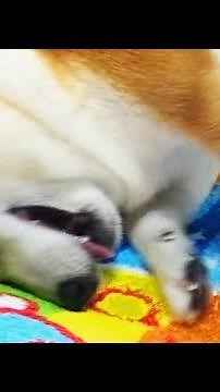 Shiba dog loves his dad's pillow for some reason