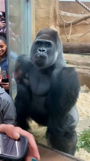 Gorilla’s Funny Reaction Inside Zoo 😂 People Can’t Stop Laughing #funny