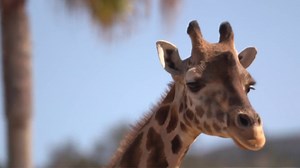 Scientists use test-tube science to save nearly extinct rhino