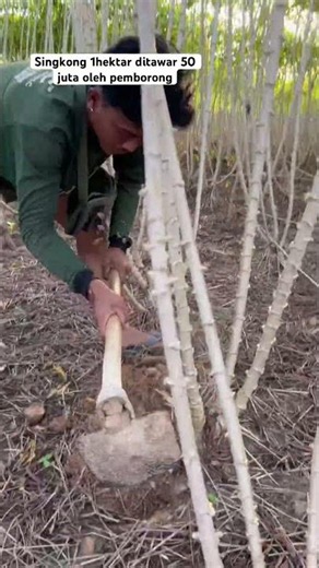 1-hectare cassava crop offered 50 million by wholesaler #cassavafarmer