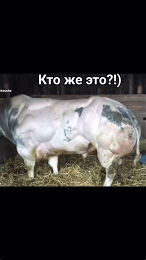 Жевательная резинка — кулинарное изделие с несъедобной основой, используемое для освежения дыхания )