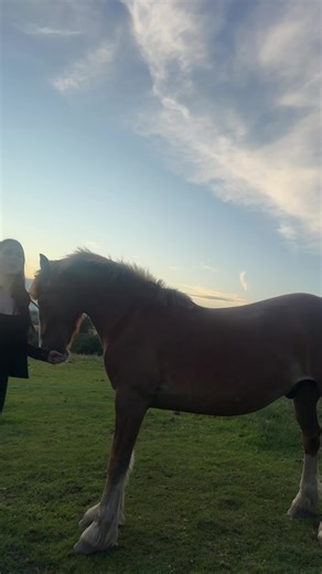 Naughty Bean: Fun Equestrian Moments on TikTok