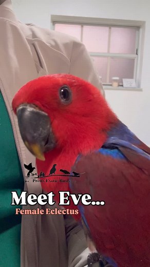 15 reactions · 9 comments | This beautiful Eclectus! How did we miss showing her off? Pretty Exotic Birds LLC www.prettyexoticbirds.com/ @pebirdsllc ☎️ (352) 356-5236 PrettyExoticBirds@gmail.com #pet #parrot #love #petshop #eclectus | Pretty Exotic Birds LLC | Facebook