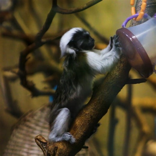Caitlin and Clark have begun a very important milestone, foraging for food. Cotton-top tamarins, like all monkeys, are naturally inquisitive and great problem solvers 🐒 To help stimulate this natural desire to search for food the small mammal keepers use a variety of puzzle feeders as enrichment to keep the twins not only growing physically but mentally as well! You too can enrich the lives of all the animals that call Blank Park Zoo home with the animal wishlists at https://www.blankparkzoo.co