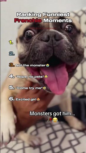 Top 6 Funniest Frenchie Moments!😍🐶