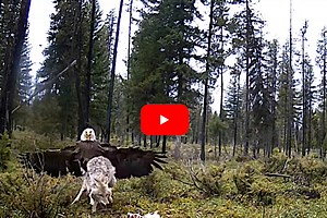 Bald Eagle and Coyote Scrap Over Deer Carcass in Montana Wilderness