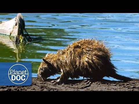 Giant Rat (Cuban Hutia) | Wild Animals - Planet Doc