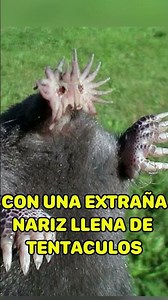 Strange animals that are hard to believe are real
