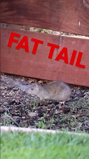Fat Tail vs Phat Gus! Check out the full video on ‪@MarkRober‬’s channel! #shorts