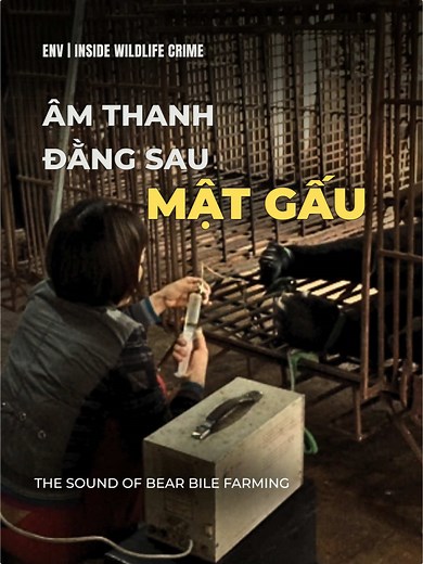 Tiếng kêu này... bạn có dám nghe hết không? Phía sau lời quảng cáo mật gấu tươi là một