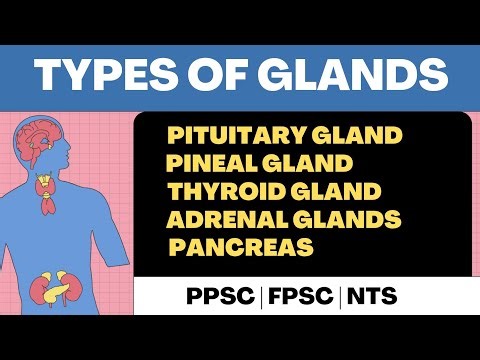 Endocrine System| Types of Glands in human body and their functions | MS GK | Sir Sufyan