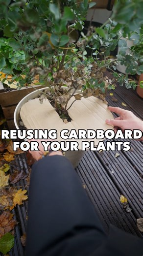 Patrick Vernuccio on Instagram: "Don’t throw away cardboard 📦 Reuse it in your garden ♻️🙌🏼 Cardboard can have a second life in your garden but make sure to reuse the right ones. I use cardboard that are dye-free (no ink) without wax coating. Remove all labels & tapes. You can look for a stamp on the cardboard indicating it is 100% compostable and/or 100% recycled. 📦 Mulch : Use Cardboard without ink. Remove tapes & labels, cut into small pieces and put on top of your soil. It will protect & 