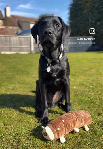 🐾 Half birthday’s require cake too! 🥳 How cute is Colin as a dog toy? 😍🐾 Of course the box was also enjoyed very much too! 😂 #6monthsold #blacklabpuppy #blacklabsofinstagram #puppy #getoutside #adventure #explore #mindfulness #exploremore #colinthecaterpillar #marksandspencer #cake #halfbirthday @M&S Food @Marks & Spencer