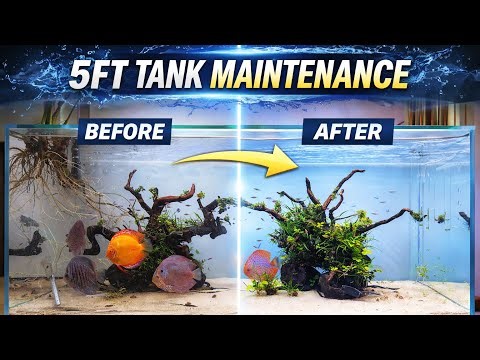How I Maintain a 5 Feet Aquarium (Step-by-Step Guide)