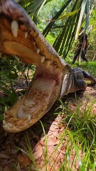 Gator attack & chase! #gator #alligator