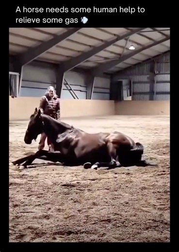 🐎 💨