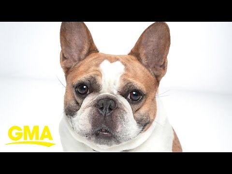 French bulldog from 'Modern Family' dies after filming series finale l GMA Digital