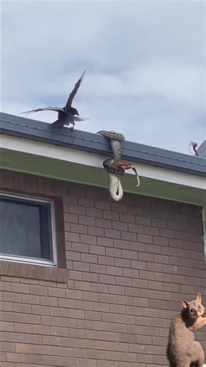 crow,python and possum