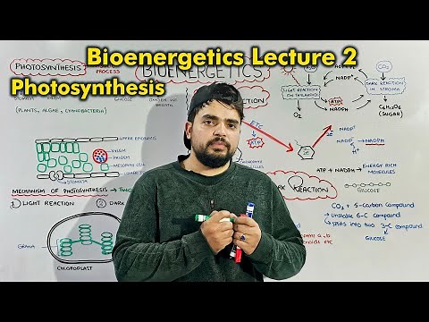 Class 9th Chapter 7 Bioenergetics: Photosynthesis (Light & Dark Reaction)