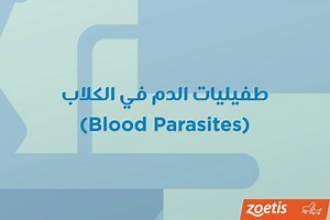 طفيليات الدم في الكلاب (Blood Parasites) تعد طفيليات الدم من المشاكل الخطيرة التي تهدد حياة حيوانك الاليف. شاهد في هذه الحلقة أعراض المرض. وتابعونا في حلقات قادمة للتعرف طرق التشخيص وال | Zoetis Egypt