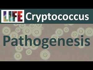 Cryptococcal meningitis: pathogenesis and host response