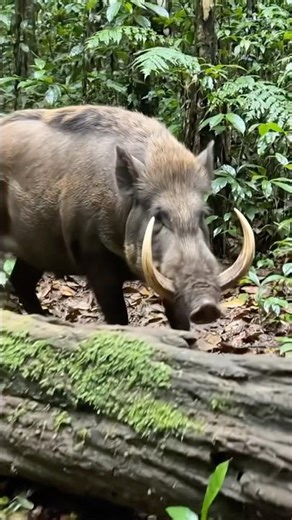 Babirusa 🇮🇩 #babirusa #tusks #indonesia