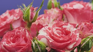 Pink roses on a purple background - Free Stock Video