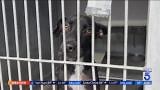 Animal rescuers accuse Devore shelter of inadequate care