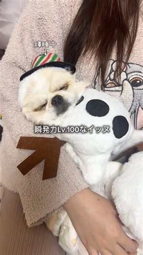 瞬発力Lv.100なイッヌ