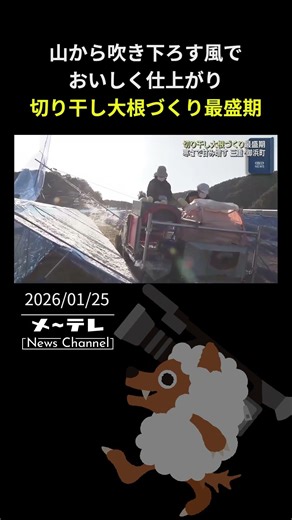 寒さで甘み増す…切り干し大根づくり最盛期 山から吹き下ろす風でおいしく仕上がり 三重