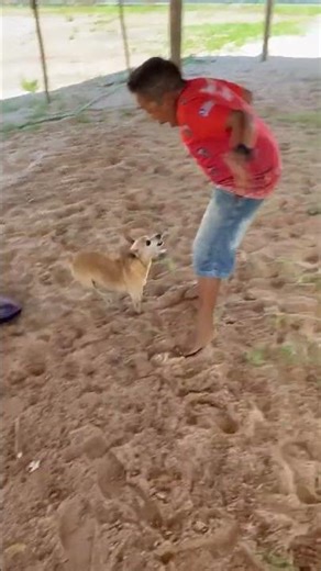 Child makes pinscher very angry.