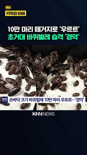 "100,000 Palm-Sized Cockroaches" Found Crammed Inside Breeding Facility—What Happened? / KNN