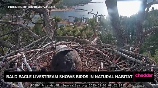 Bald Eagle Livestream Shows Birds in Natural Habitat