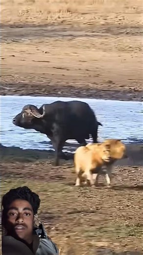 Lion Attack on Buffalo in Water 😱 | Wild Animal Fight | Jungle Survival #shorts