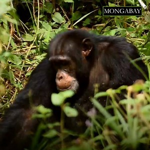 92K views · 1.1K reactions | A bauxite mining boom is driving the chimpanzees from their habitats in Guinea’s Boké region. https://news.mongabay.com/2019/05/bauxite-mining-and-chinese-dam-push-guineas-chimpanzees-to-the-brink/ | Mongabay.com | Facebook