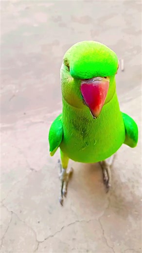 #parrot #parrottalking #funnyanimal #funnyparrot