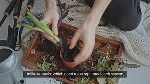 Best Perennials For Your Garden