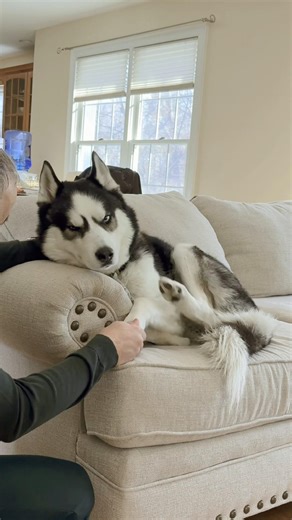 Husky don’t understand work only that you’re leaving 🐾#dogtalk #siberianhusky#huskyshorts