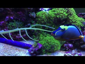 green algae saltwater tank - microbacter7 on the way
