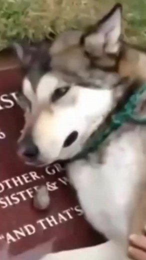 The feelings of dogs when they lost their owners #dog | Animal Lovers