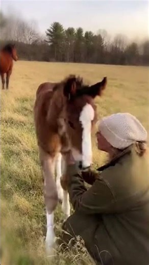 A Foal’s Love for His Human Mom
