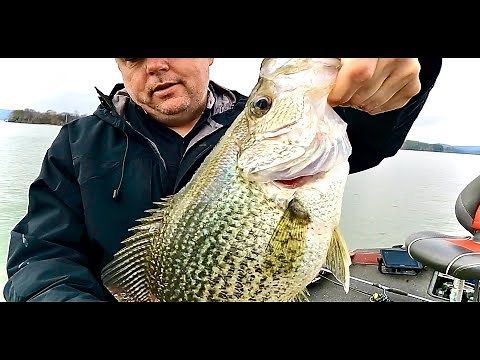 A Bait That HUGE Crappie Can't Resist ! (17" MEGA Crappie Catch)