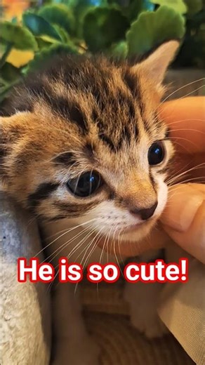 Very very cute tabby boy
