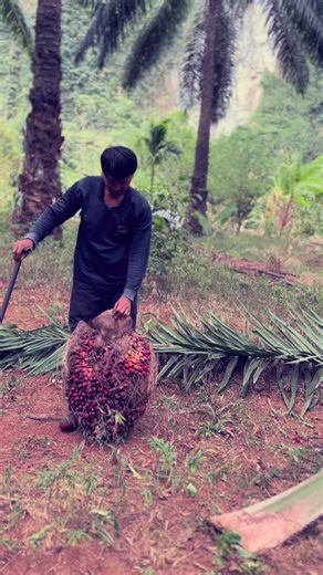 #เด็กลำทับ #เด็กกระบี่❤️🔥 #วัยรุ่นแบกปาล์ม #ชาวสวนปาล์ม